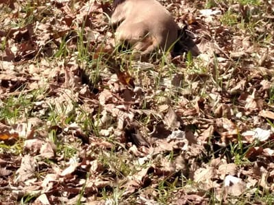 Absolute Affordable Heating & Cooling Inc.