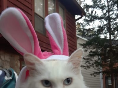 AccuAir Heating and Cooling Inc