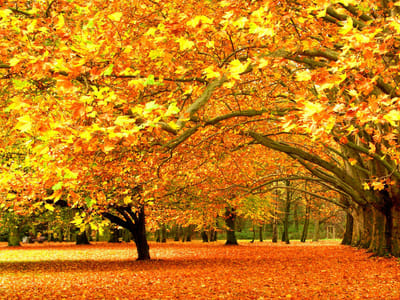 Action Plus Heating & Air Conditioning