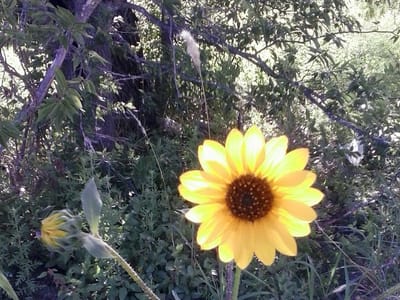 Air Conditioning & Heating By RCA