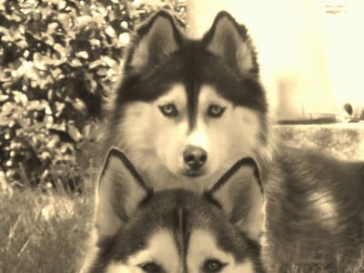 Air Design Services, Inc.