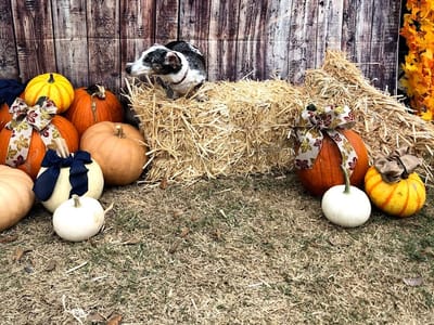 AirOne Heating and Air Conditioning