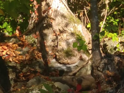 Allen's Heating & Air