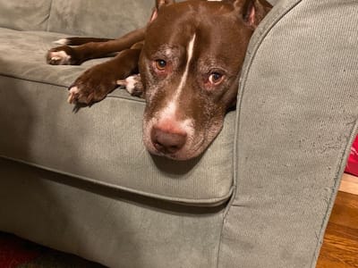 Alpha Comfort Systems Inc.