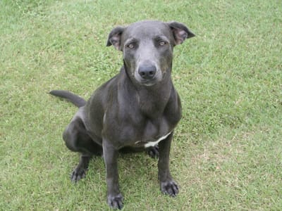 Apache Air and Heat LLC