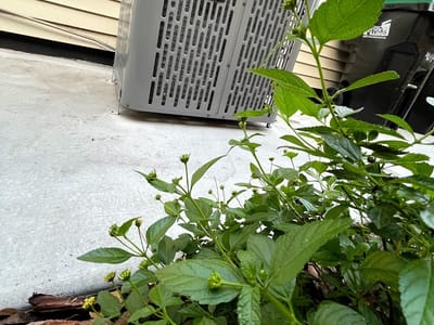 Apex innovation services