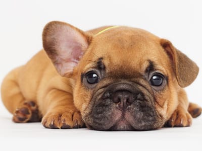 Better Business Bureau of Chicago & Northern Illinois