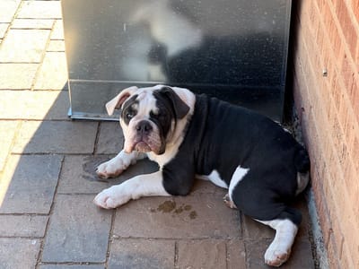 Biltmore Mechanical Heating And Cooling LLC