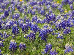 Bluebonnet HVAC