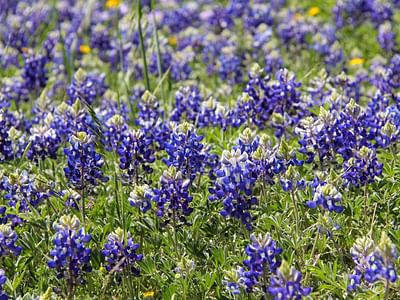Bluebonnet HVAC