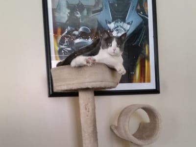 CHF Mechanical Services Inc.