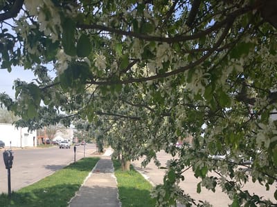 Chief/Bauer Service Experts