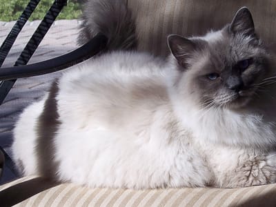 Cool Breeze Comfort Solutions