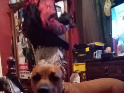 Cumberland Cooling, Inc