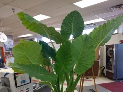 Dakota Supply Group - DSG - Livonia