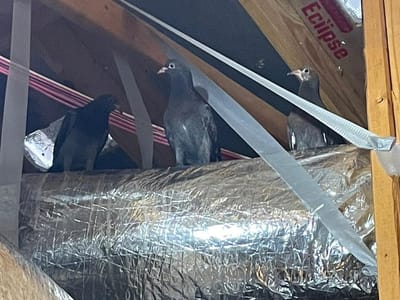 Dallas HVAC Specialist