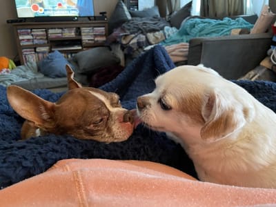 Deer Heating and Cooling