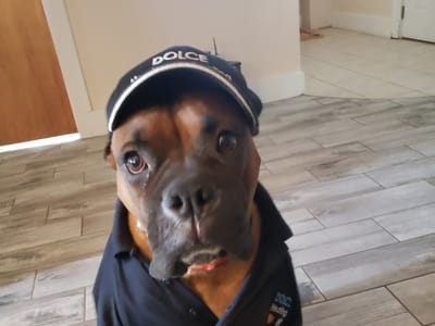 Dolce Heating & Cooling LLC