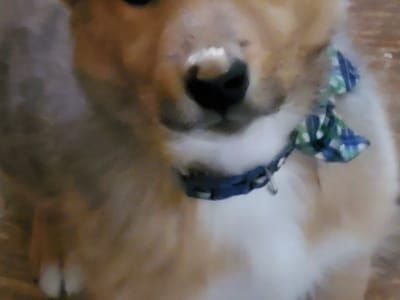 Emergency Mechanical Service