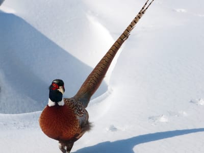 Fahrenheit Refrigeration, Inc.