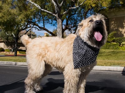 Goettl Air Conditioning & Plumbing Tucson