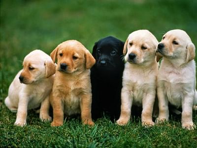 Goodyear Air Conditioning & Heater Repair | Free Estimates