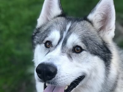 Husky Heating & Cooling