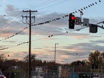 Iron Mechanical Inc.