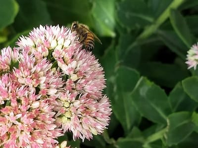 Jimmy Davis Heating & Cooling