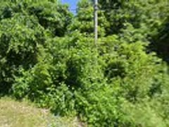 Leaf Commercial Heating & Cooling