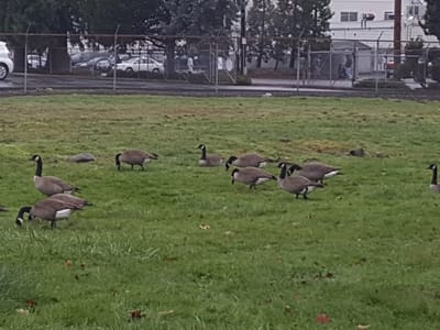 Lennox Stores (Parts Plus)