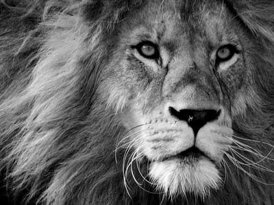 Leo Tech Service HVAC LLC