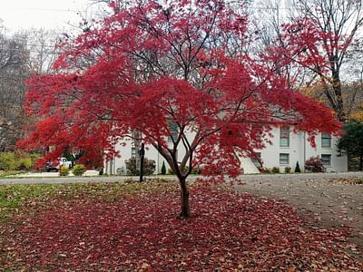 Lovelace Service Heating & Air