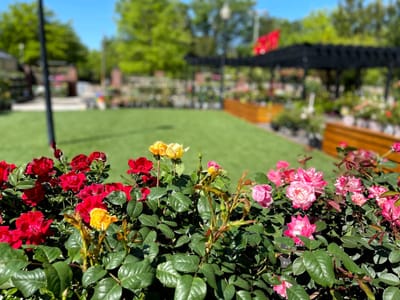 Lutes Property Services