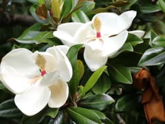 Magnolia Plumbing, Heating & Cooling