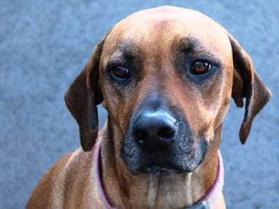 Master Tech Mechanical