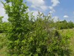 Matrix Mechanical Solutions