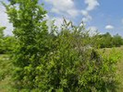 Matrix Mechanical Solutions