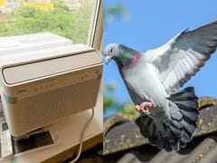 NYC PIGEON AIR CONDITIONER