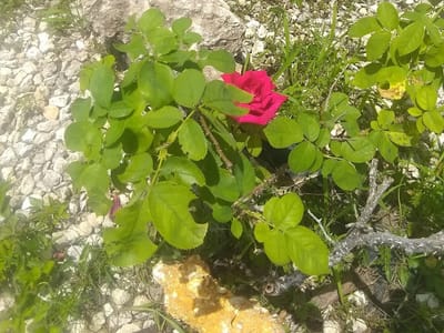 Oliver's Air Conditioning & Refrigeration, LLC