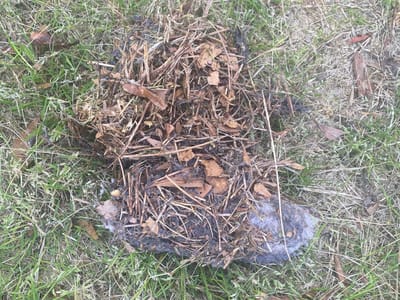 Premier Carpet & Duct Cleaning