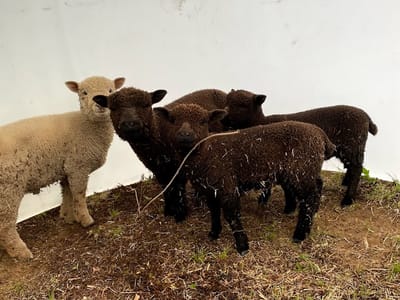 Prince Noah Heating & Air Conditioning