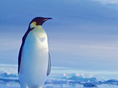 Pro Edge Services and Training, Inc.