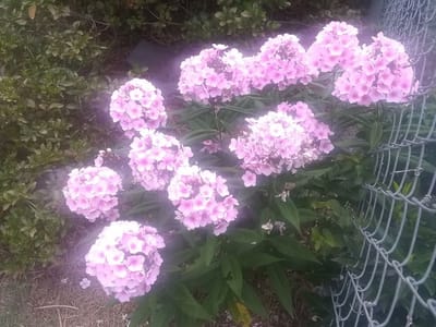 Sprinkle and Son's Heating and Air