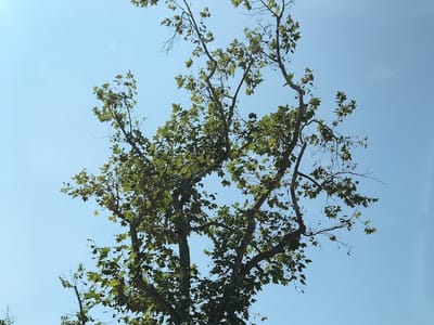 Standard Heating and Air Conditioning