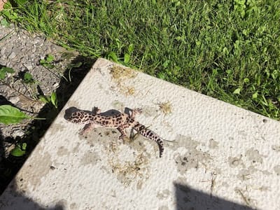 The Heating And Cooling Guys LLC