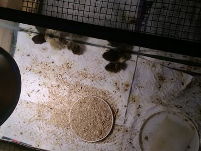 Thunder Construction