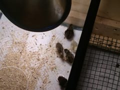 Thunder Construction