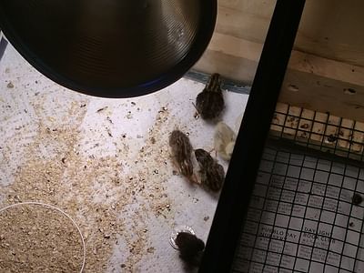 Thunder Construction