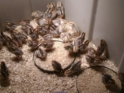 Thunder Construction